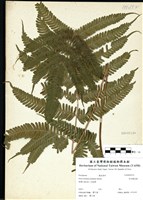 藏品(有刺鳳尾蕨)的圖片